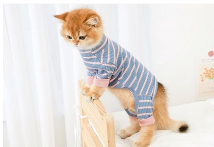 Clothes Ins Puppet Cat British Short Cat Cat Anti-hair Shed Four-legged Clothing Hairless - Image 6