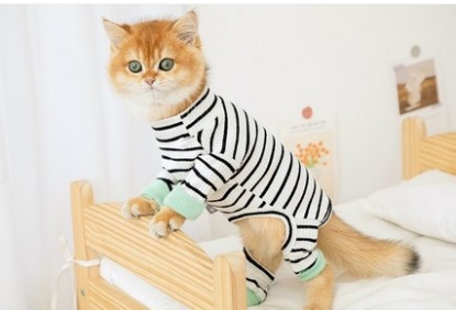 Clothes Ins Puppet Cat British Short Cat Cat Anti-hair Shed Four-legged Clothing Hairless - Image 3
