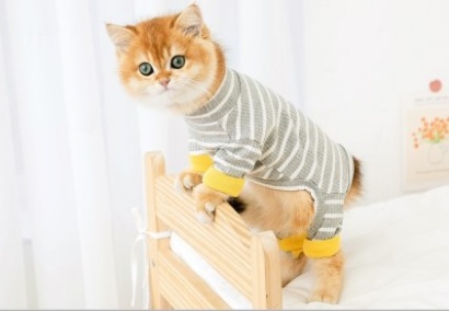 Clothes Ins Puppet Cat British Short Cat Cat Anti-hair Shed Four-legged Clothing Hairless - Image 5