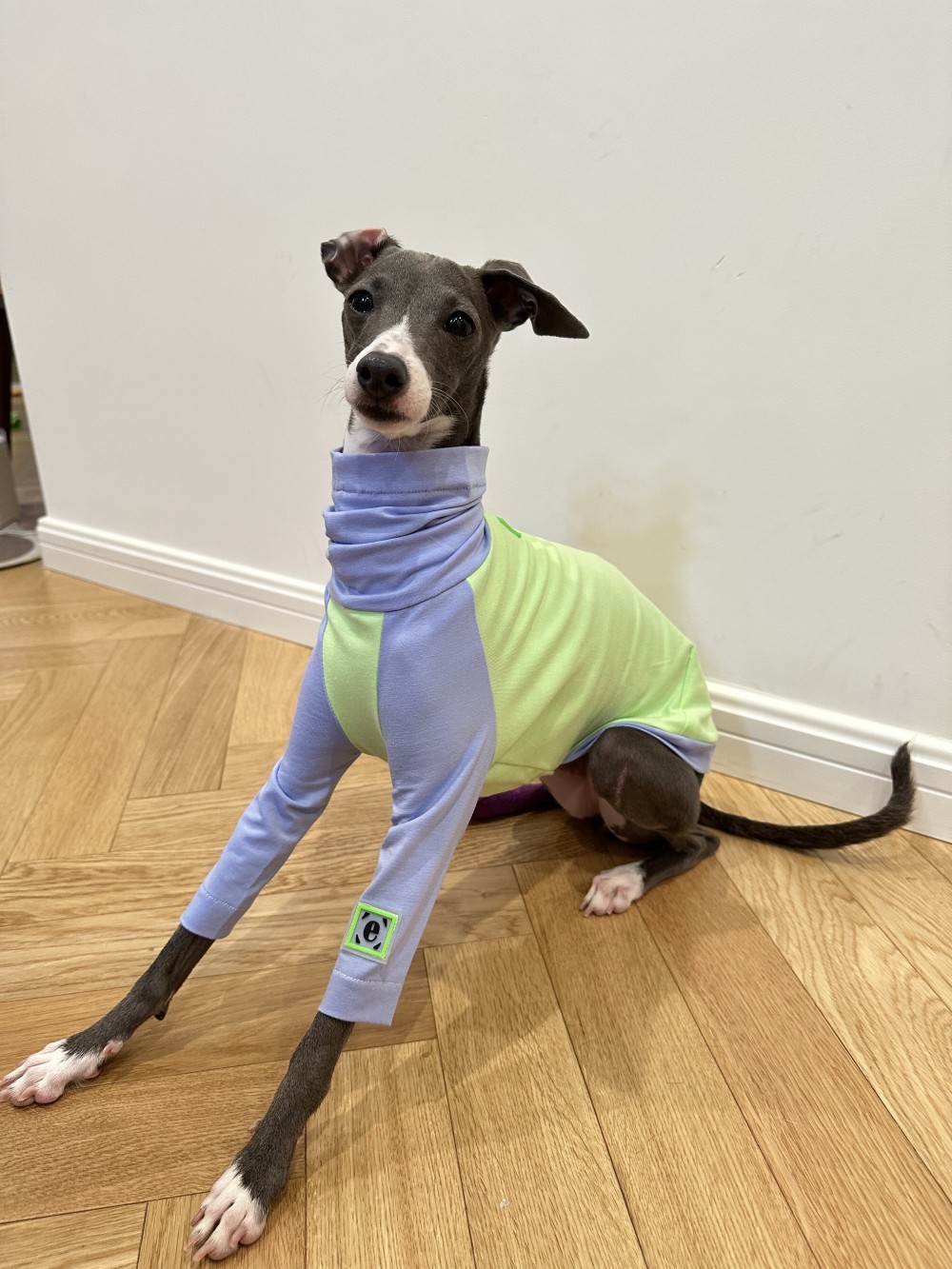 Color Matching Cotton T-shirt Vest Linton Terrier Clothes - Image 8