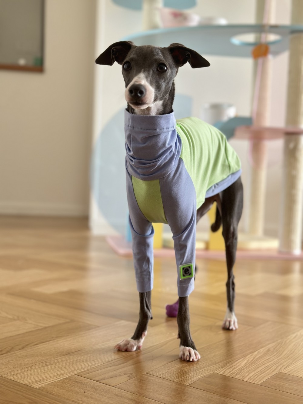 Color Matching Cotton T-shirt Vest Linton Terrier Clothes - Image 6