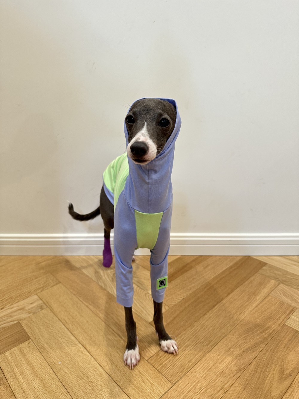 Color Matching Cotton T-shirt Vest Linton Terrier Clothes - Image 9