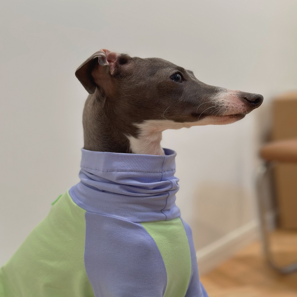 Color Matching Cotton T-shirt Vest Linton Terrier Clothes - Image 2