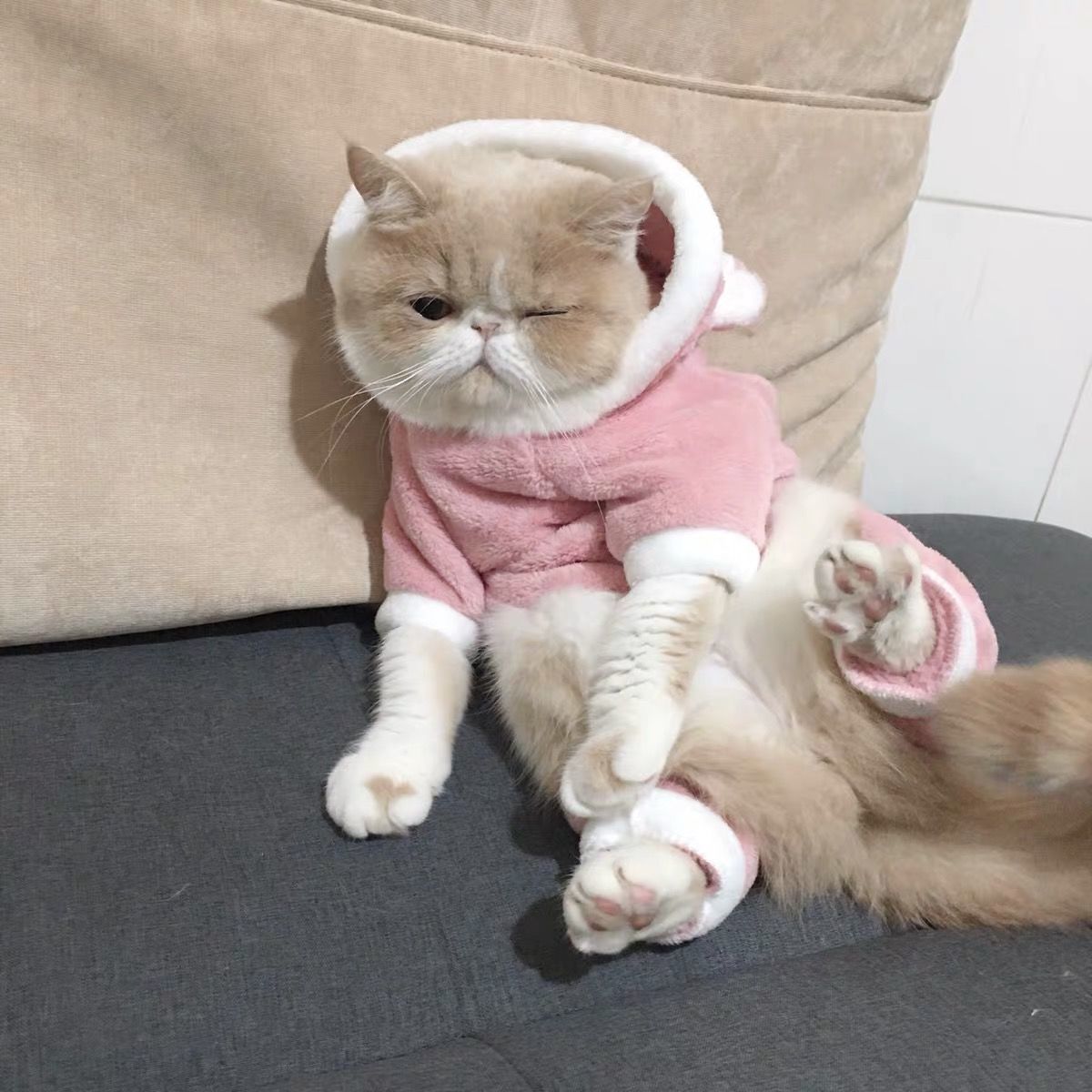 Blue Cat British Shorthair Four-legged Clothes Pet Autumnwinter Clothes Dog Clothing - Image 4