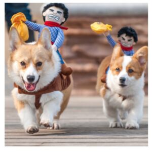 Riding clothes pet clothes