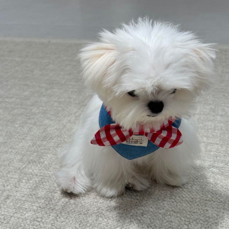 Cat Ins Scarf Saliva Pet Cute Bow - Image 5