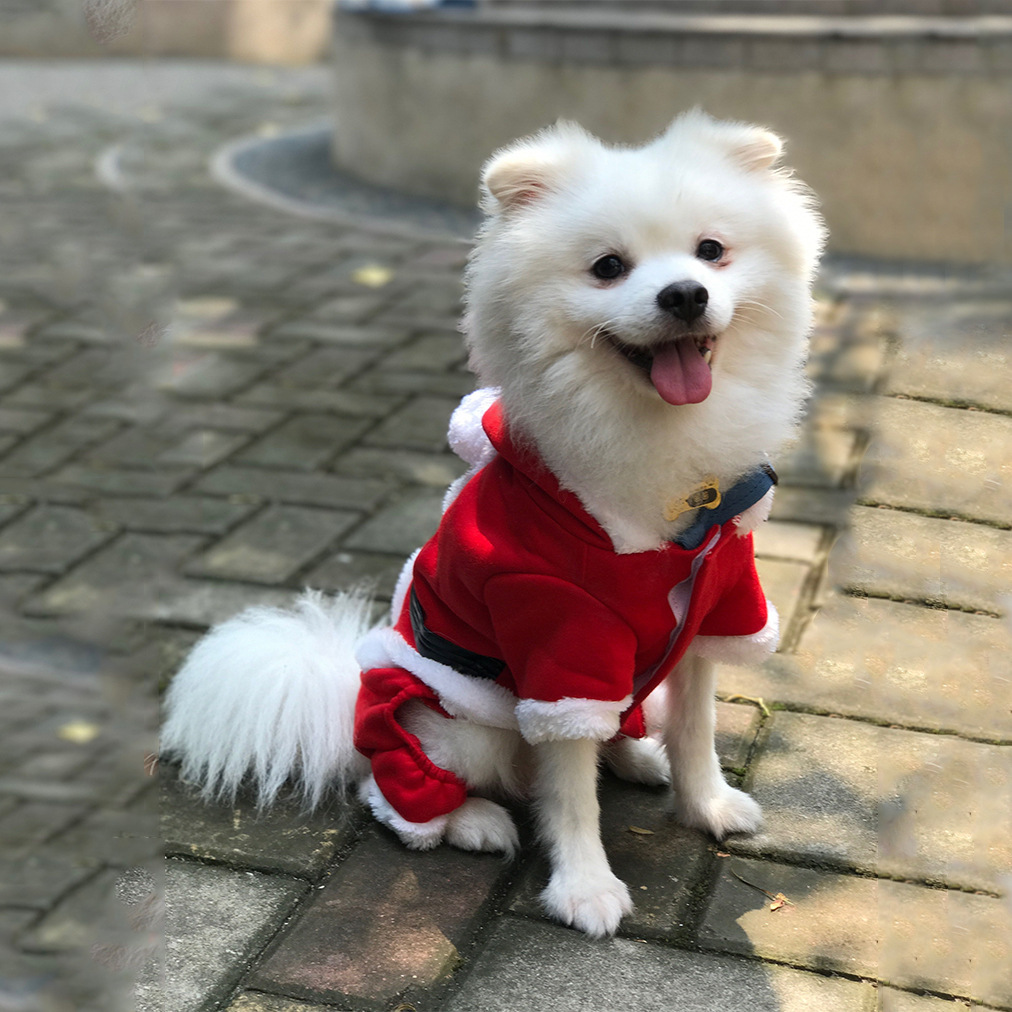 Christmas warm clothes for pets - Image 7